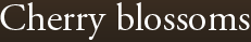 Cherry blossoms